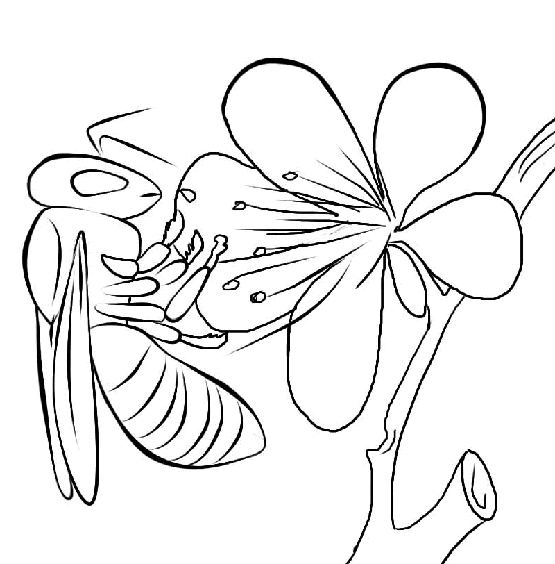 bee coloring pages in flower Coloring4free