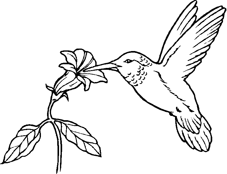 bird coloring pages hummingbird Coloring4free