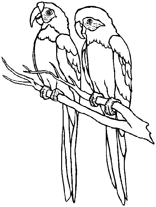 bird coloring pages macaw parrot Coloring4free