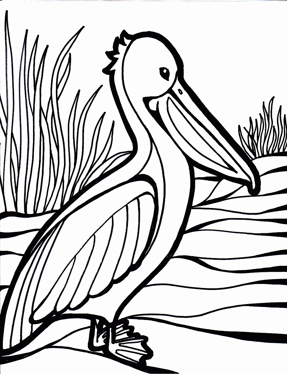 bird coloring pages pelican Coloring4free