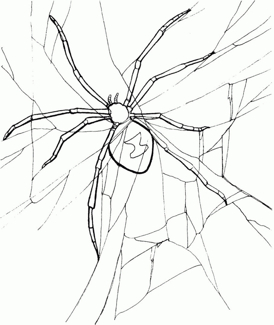 black widow spider coloring pages Coloring4free