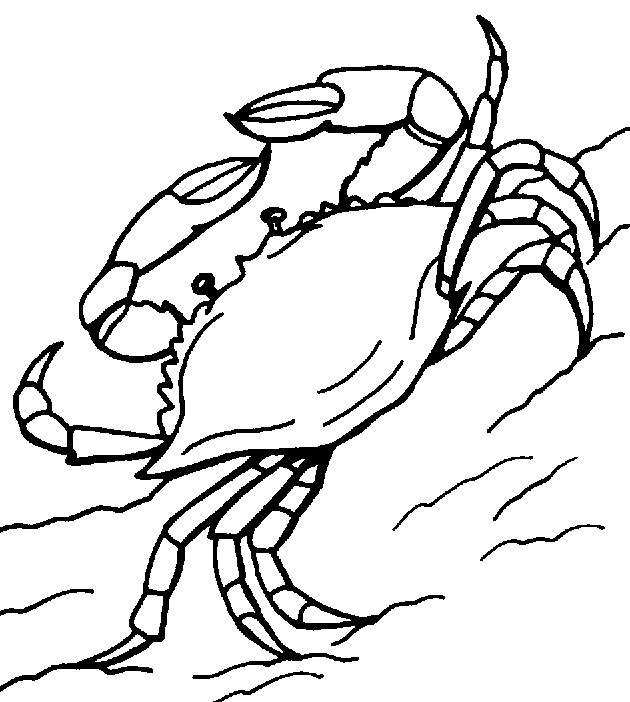 blue crab coloring pages Coloring4free