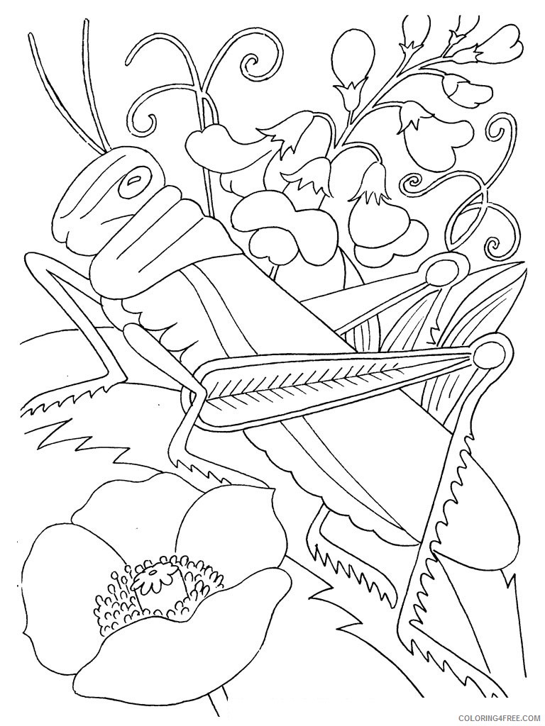 bug coloring pages grasshopper and flowers Coloring4free