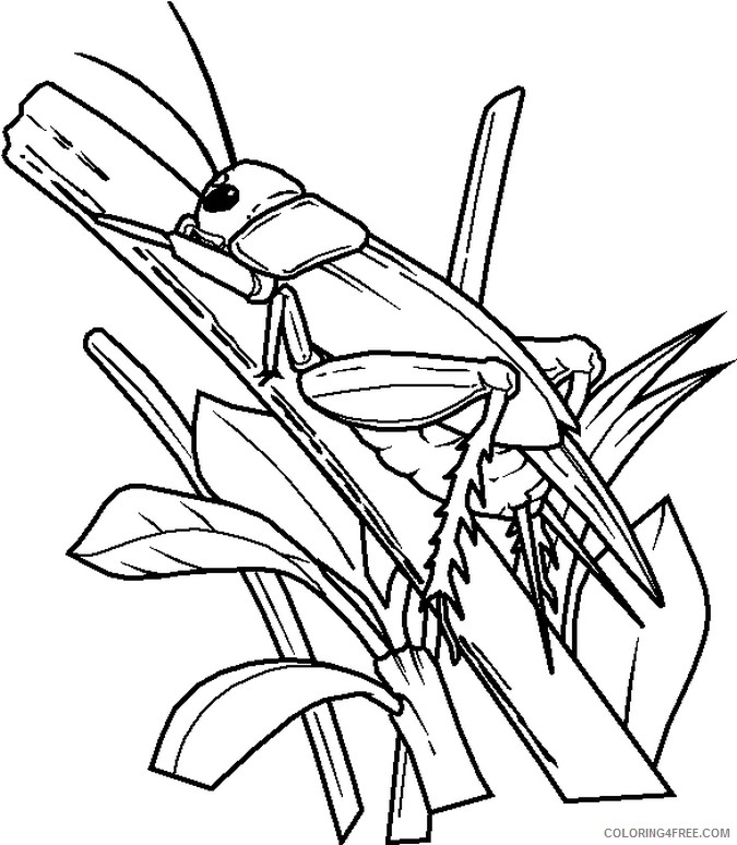 bug coloring pages grasshopper on leaf Coloring4free