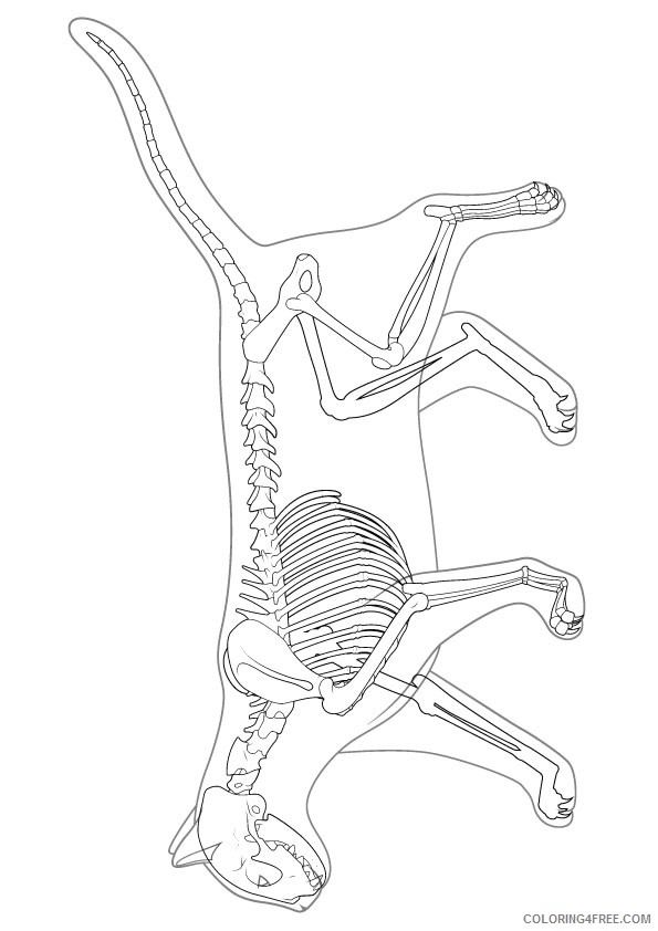 cat skeleton coloring pages Coloring4free