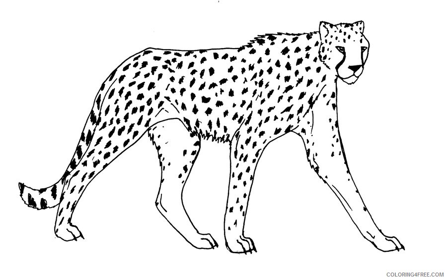 cheetah coloring pages printable Coloring4free