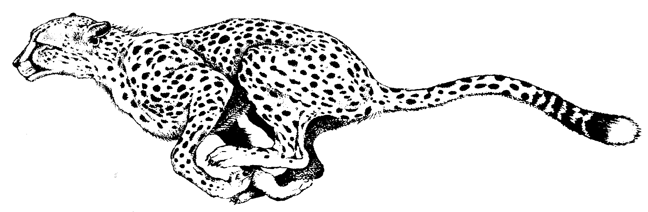 cheetah coloring pages running Coloring4free