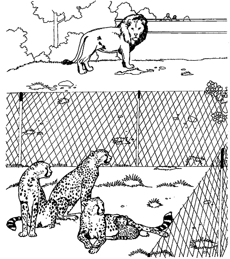 cheetah coloring pages with lion in zoo Coloring4free