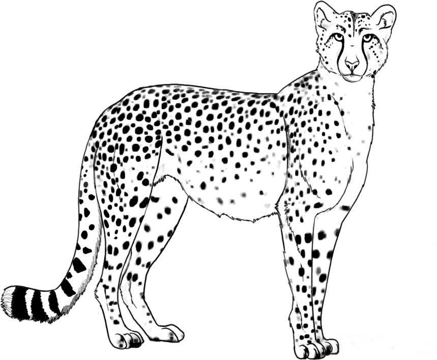 cheetah standing coloring pages Coloring4free