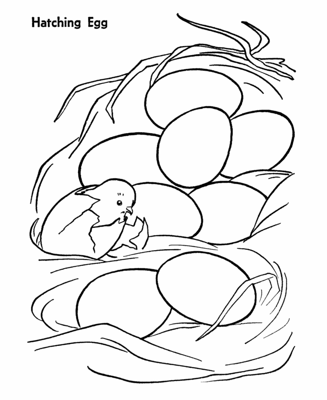 chicken coloring pages hatching eggs Coloring4free