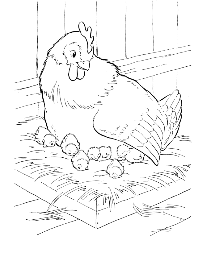chicken coloring pages hen brooding Coloring4free
