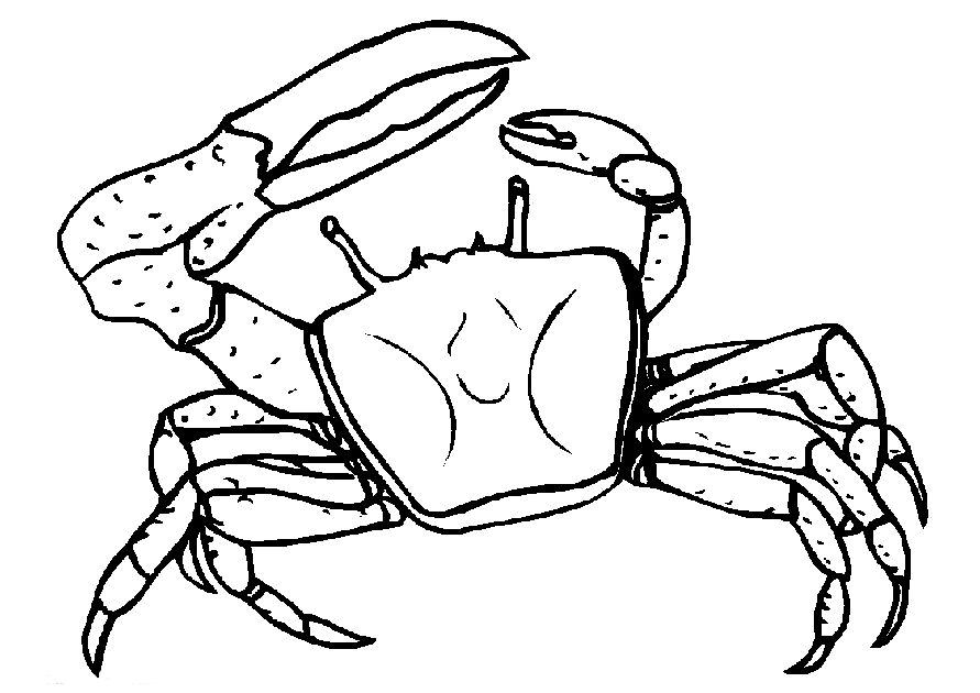 crab coloring pages with one big claw Coloring4free