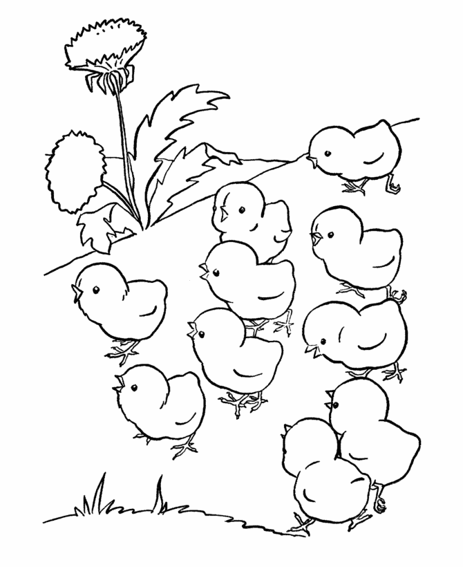 cute baby chicken coloring pages Coloring4free