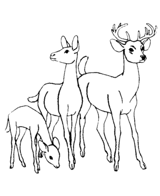 deer coloring pages deer herd Coloring4free