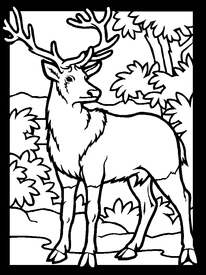deer coloring pages printable for kids Coloring4free