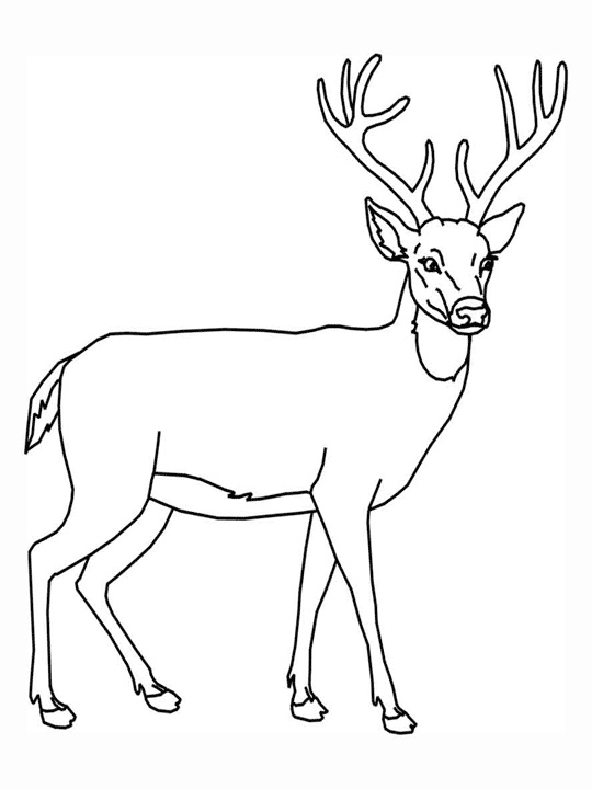 deer coloring pages with antlers Coloring4free