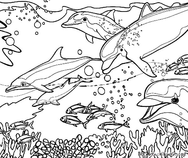 dolphin coloring pages in ocean Coloring4free