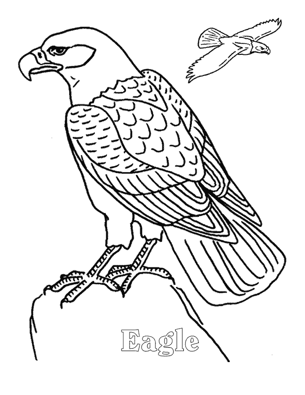 eagle coloring pages e for eagle Coloring4free