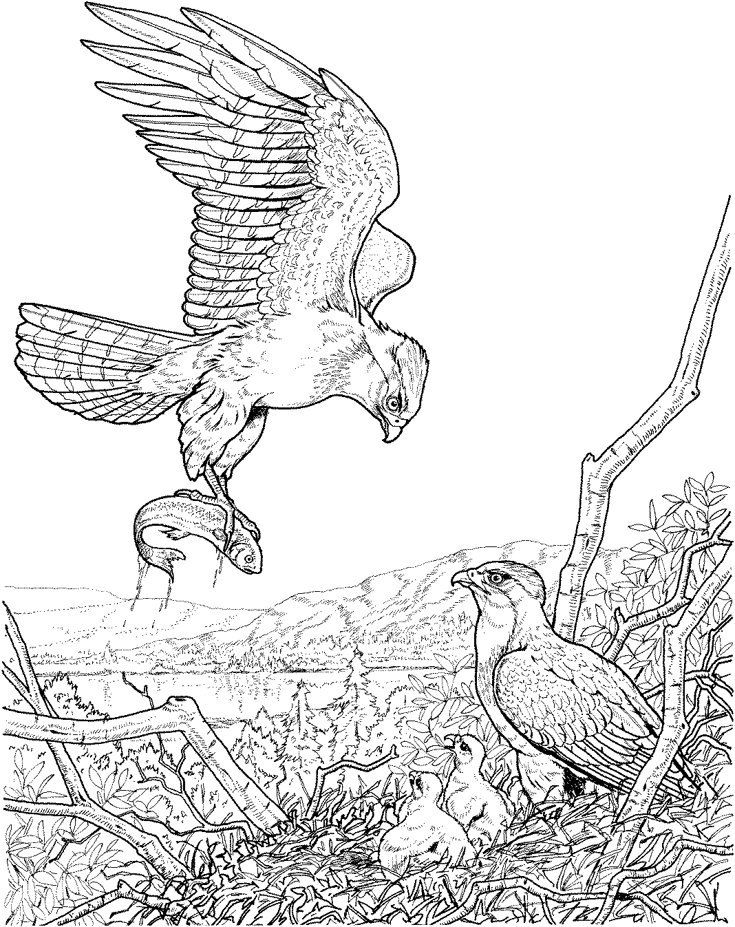 eagle coloring pages for adults Coloring4free