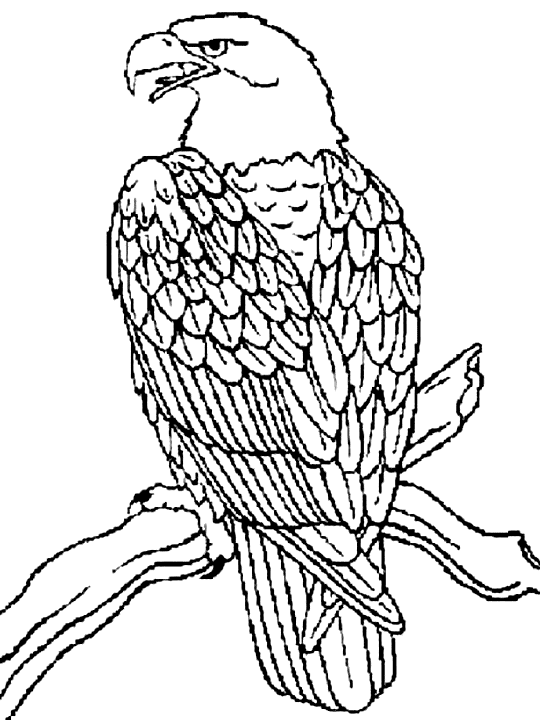 eagle coloring pages perching Coloring4free