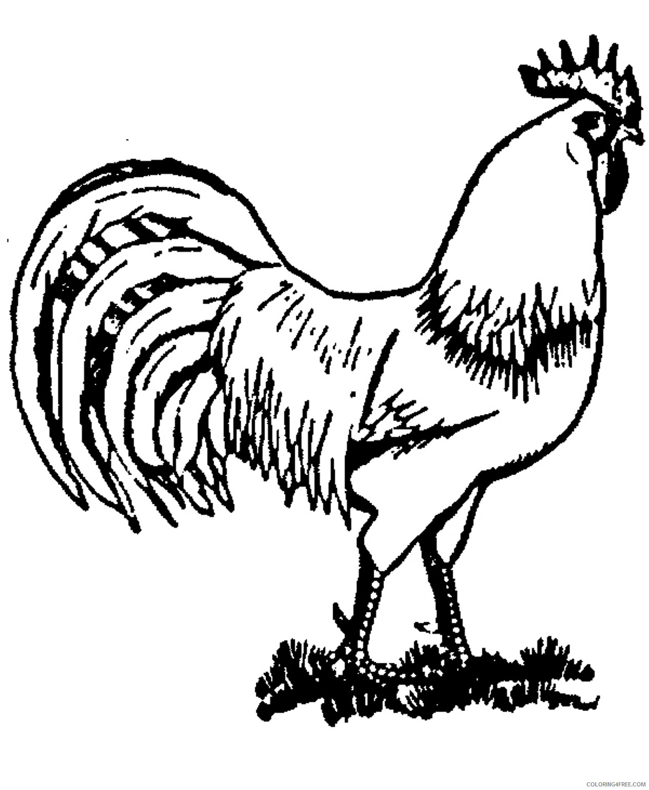 farm animal coloring pages cock Coloring4free