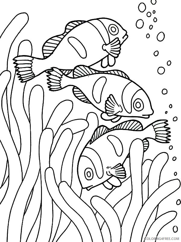fish coloring pages clown fish in anemone Coloring4free
