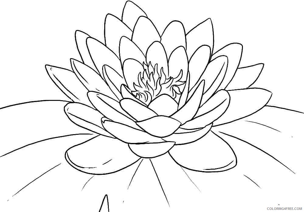 flower coloring pages lotus blossom Coloring4free