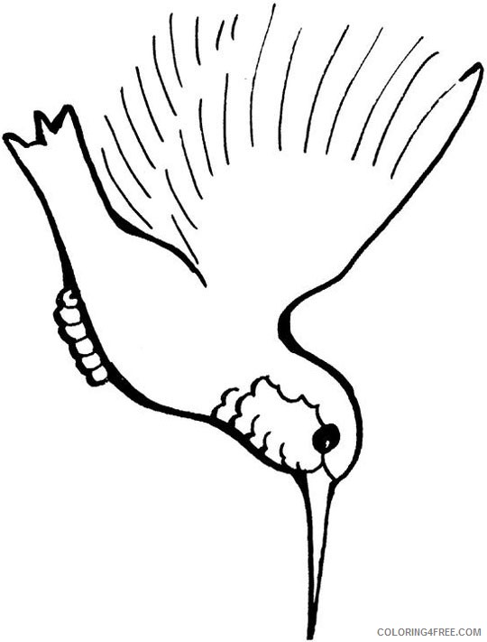 flying hummingbird coloring pages Coloring4free