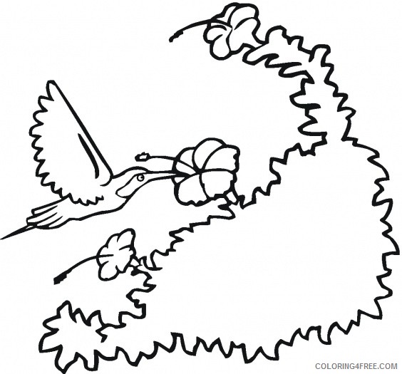 free hummingbird coloring pages for kids Coloring4free