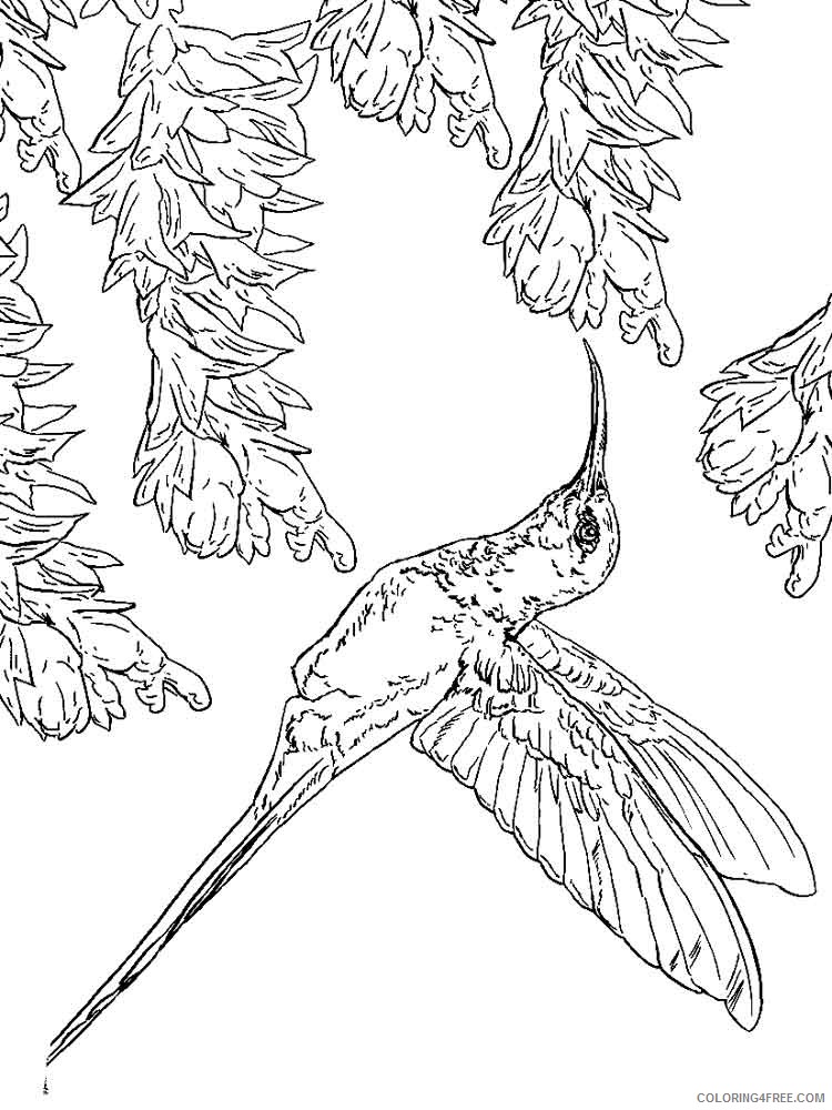 free hummingbird coloring pages to print Coloring4free