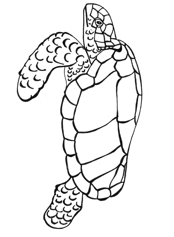 free sea turtle coloring pages printable Coloring4free