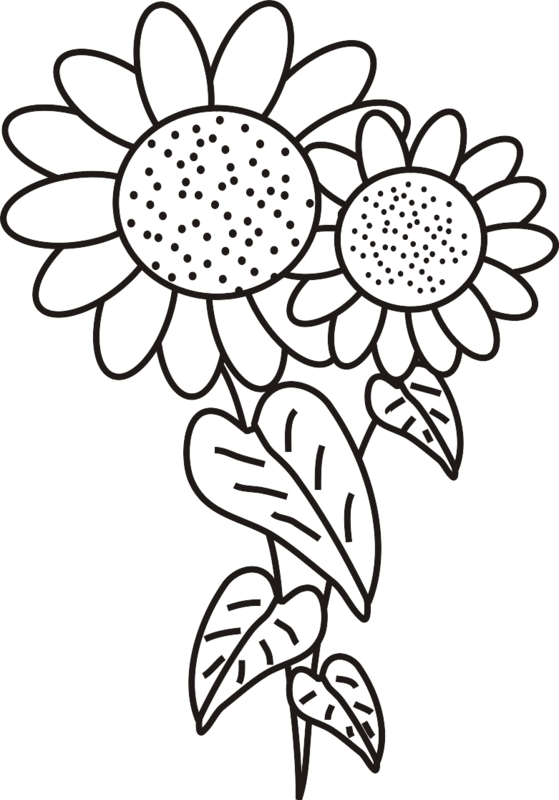 free sunflower coloring pages for kids Coloring4free
