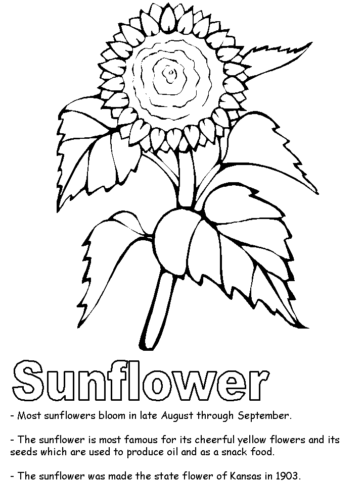 free sunflower coloring pages to print Coloring4free