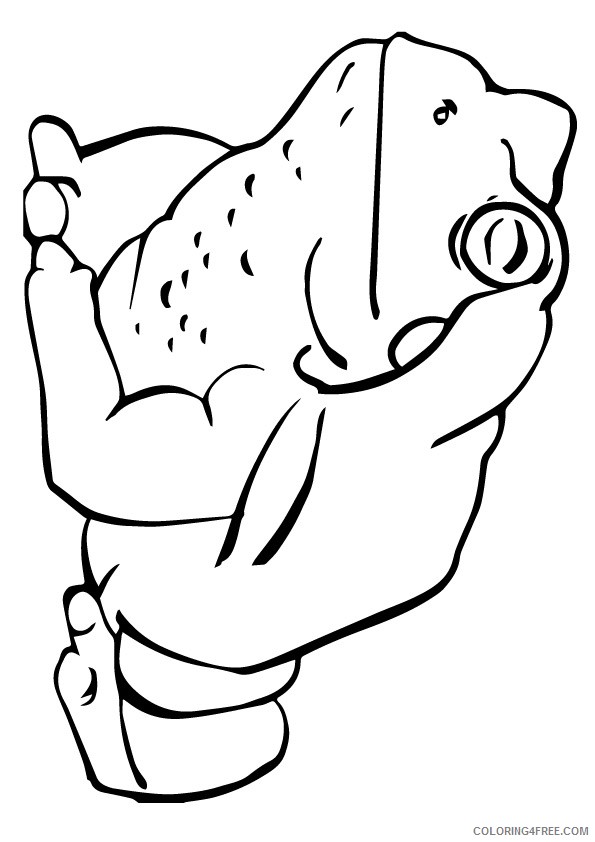 frog coloring pages bullfrog Coloring4free