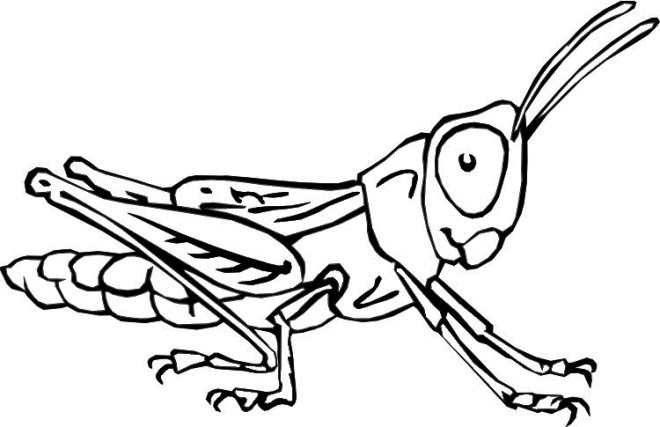 grasshopper bug coloring pages Coloring4free