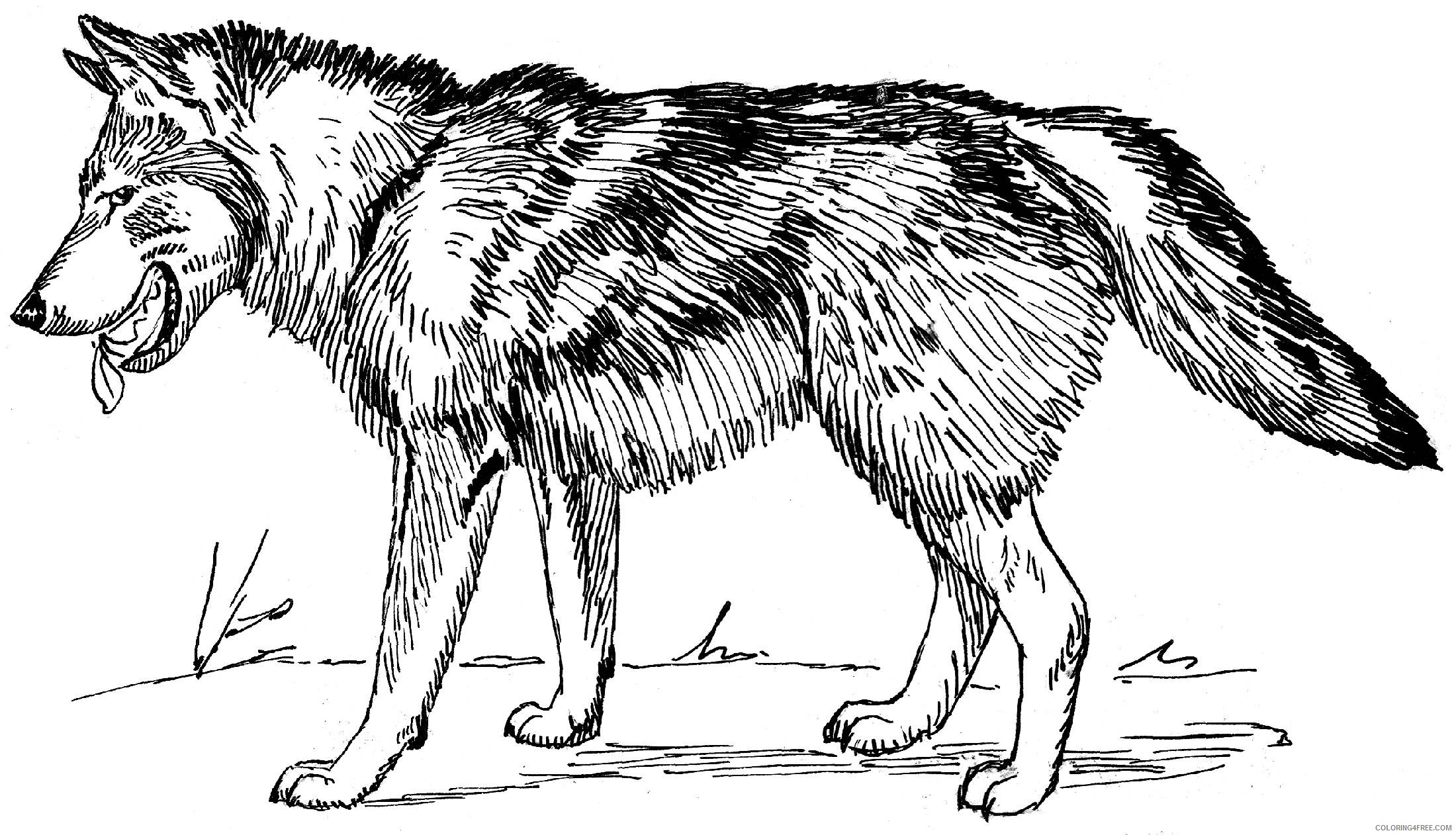 grey wolf coloring pages Coloring4free