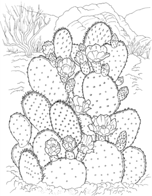 grown up coloring pages cactus nature Coloring4free