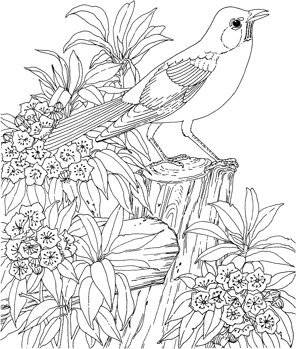 hard coloring pages of bird Coloring4free