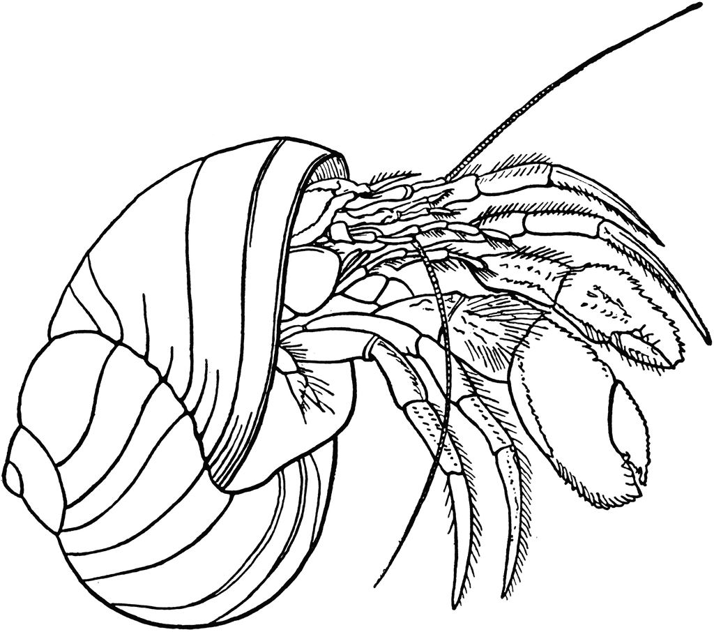 hermit crab coloring pages free to print Coloring4free