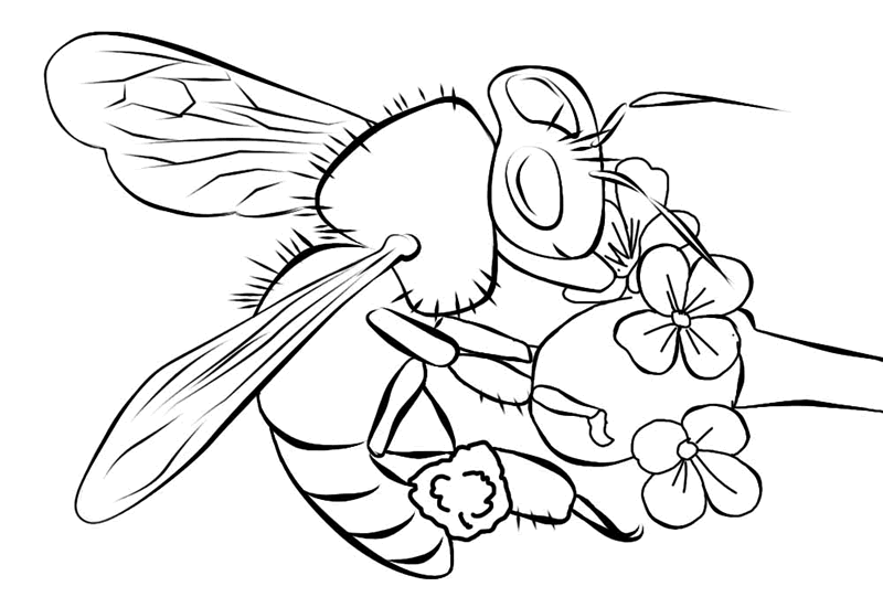 honey bee coloring pages in flower Coloring4free