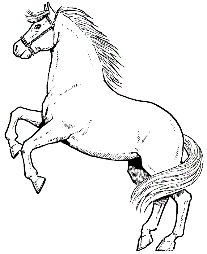 horse coloring pages rearing Coloring4free