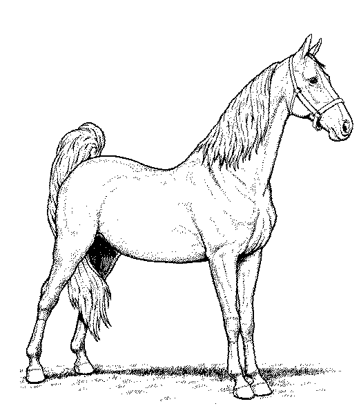 horse coloring pages standing Coloring4free