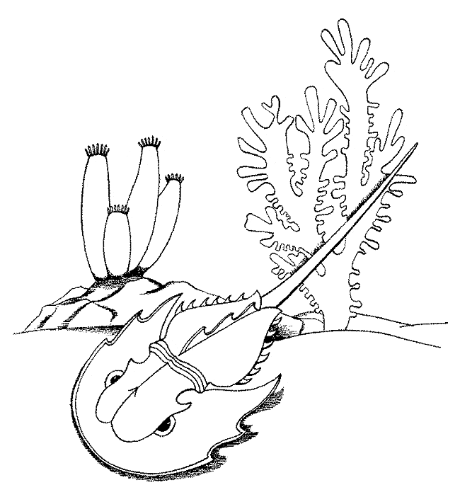 horseshoe crab coloring pages Coloring4free