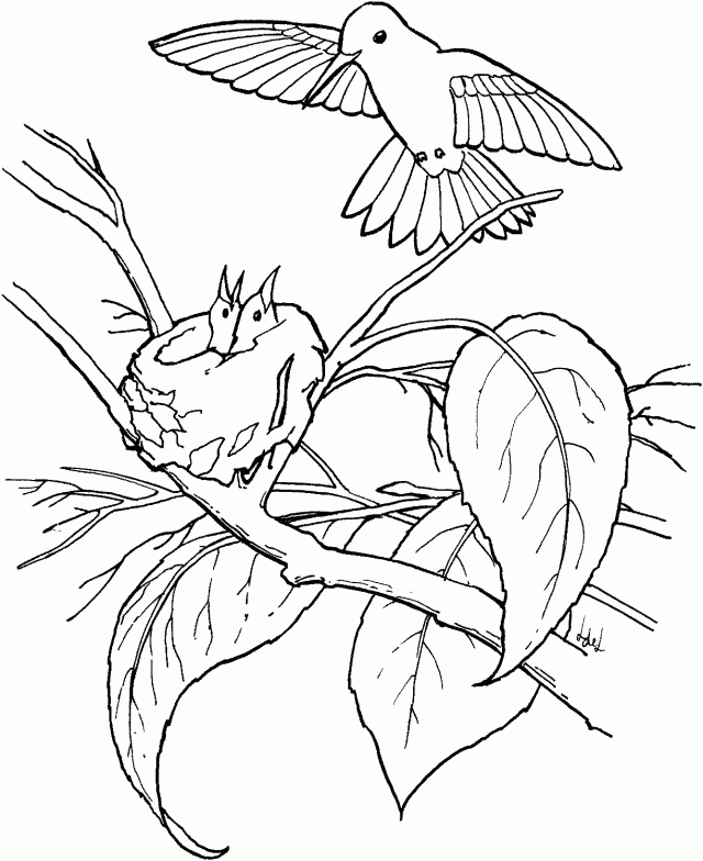 hummingbird baby coloring pages in nest Coloring4free