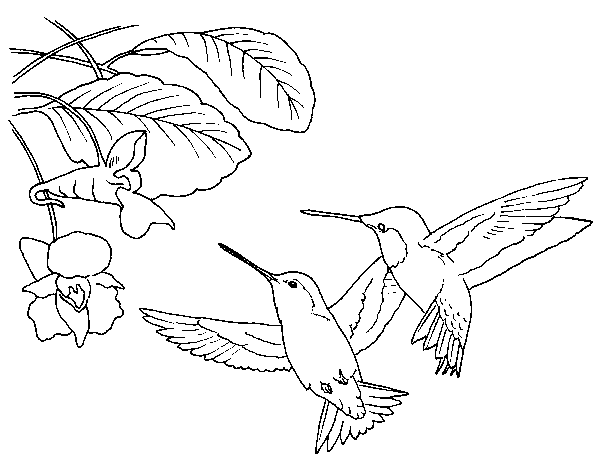 hummingbird coloring pages couple Coloring4free