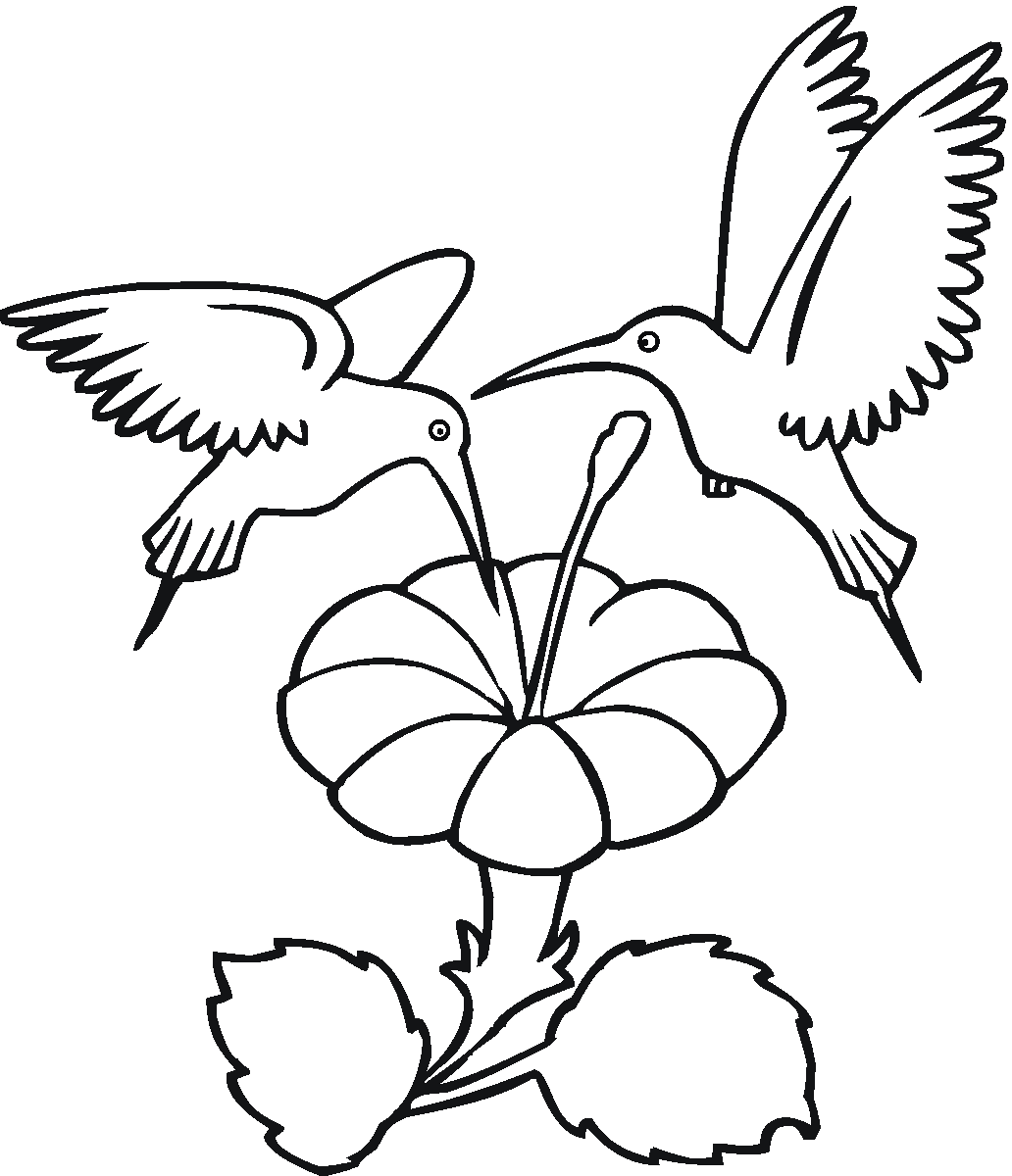 hummingbird coloring pages for kids Coloring4free