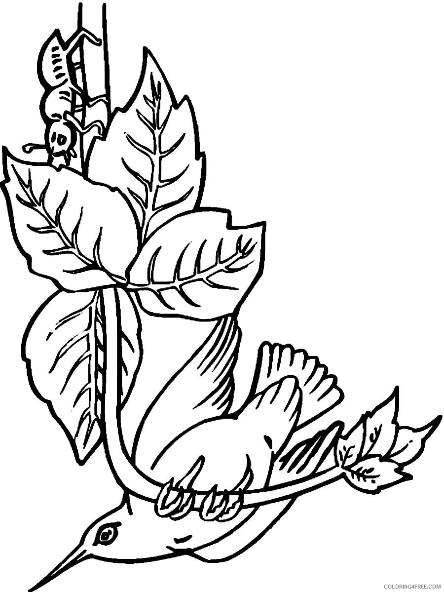 hummingbird coloring pages free printable Coloring4free