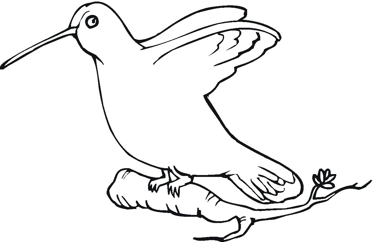 hummingbird coloring pages perched on tree Coloring4free