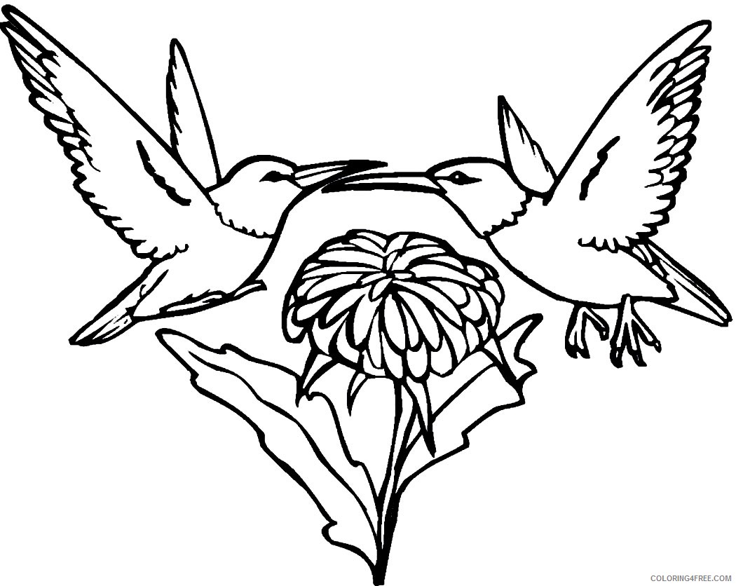 hummingbird coloring pages two birds Coloring4free