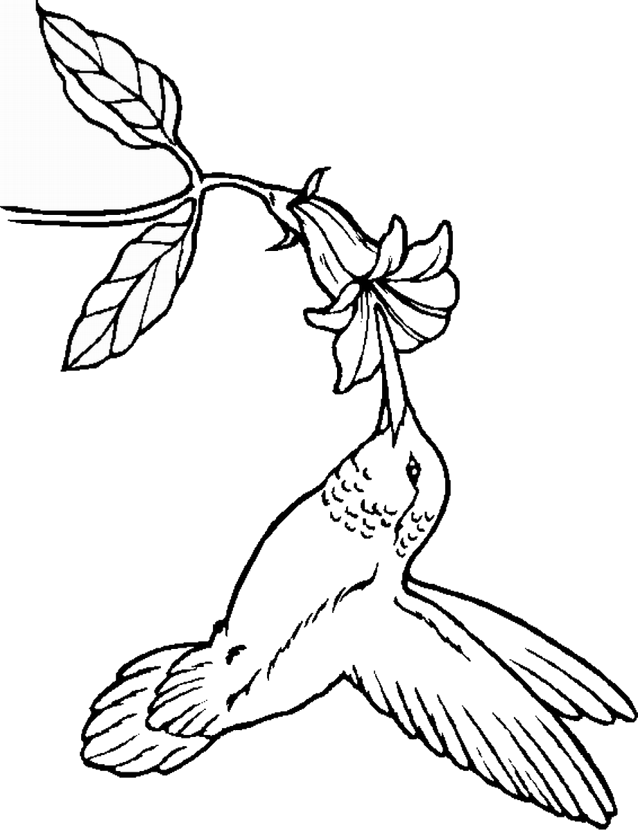 hummingbird flower coloring pages Coloring4free